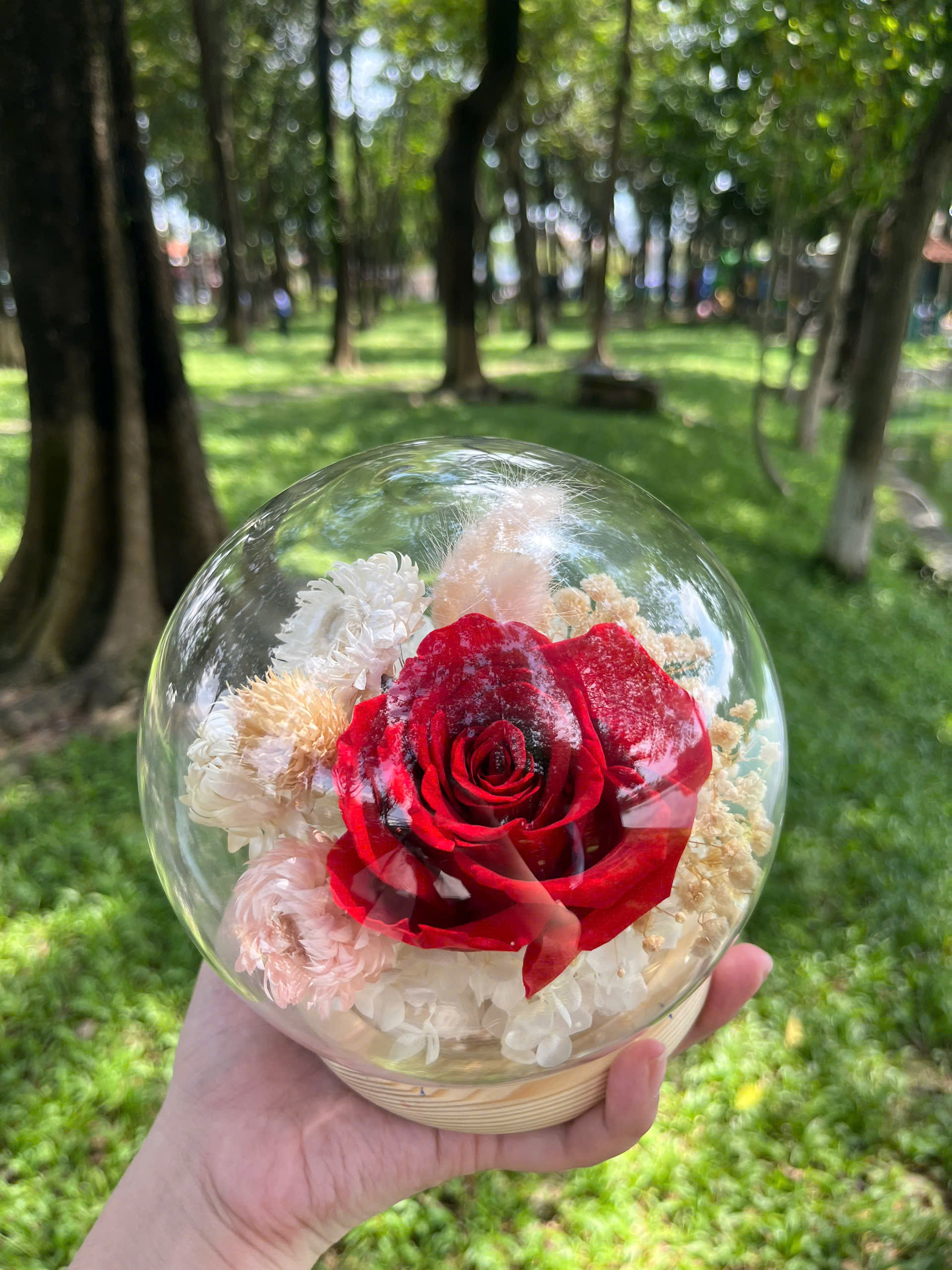 Hoa Hồng Vĩnh Cửu Trong Lồng Kính Đỏ